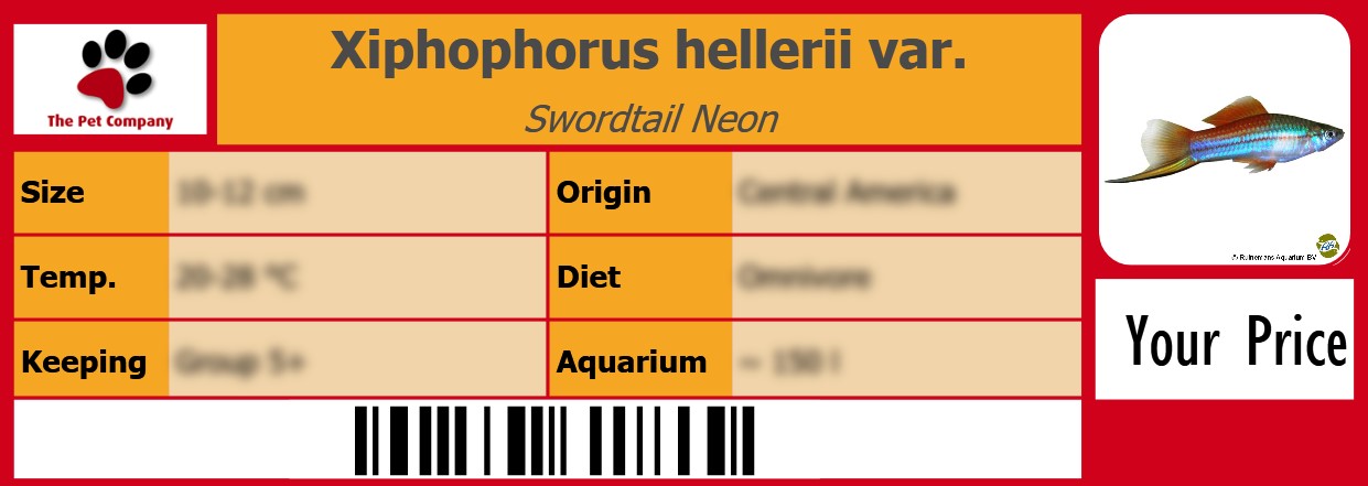 Xiphophorus hellerii var. Swordtail Neon 105 x 38 mm