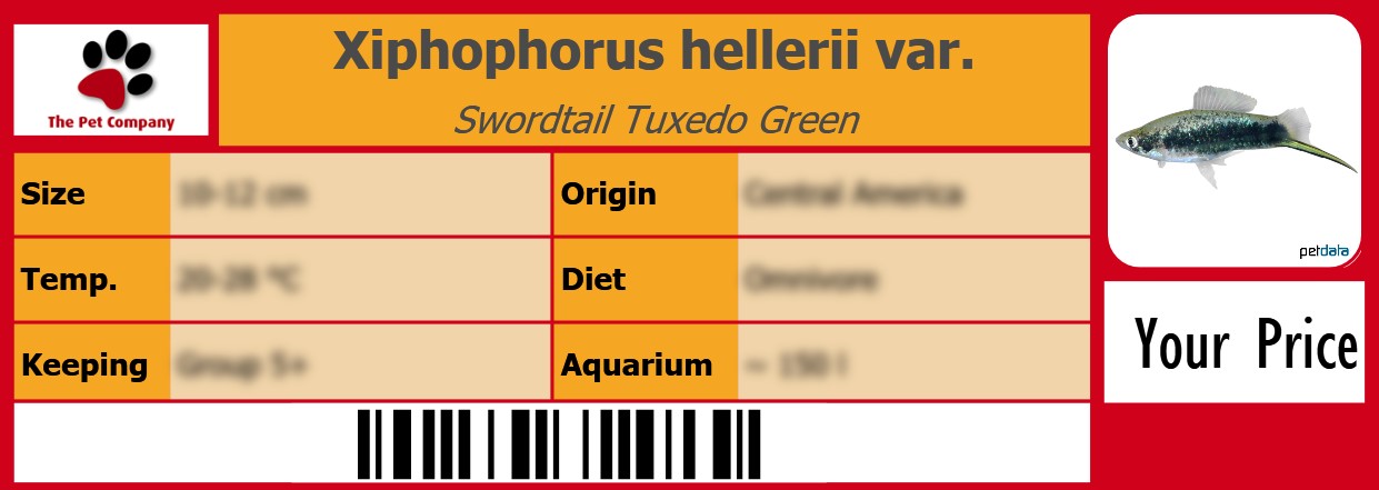 Xiphophorus hellerii var. Swordtail Tuxedo Green 105 x 38 mm