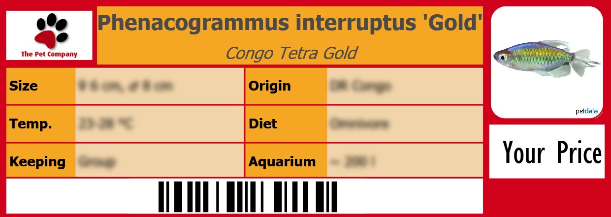 Phenacogrammus interruptus 'Gold' Congo Tetra Gold 105 x 38 mm