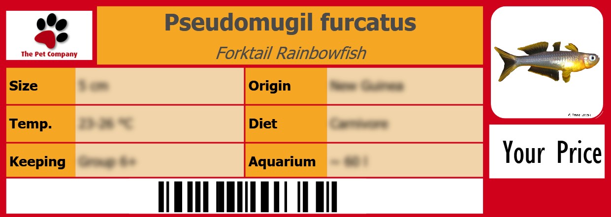 Pseudomugil furcatus Forktail Rainbowfish 105 x 38 mm