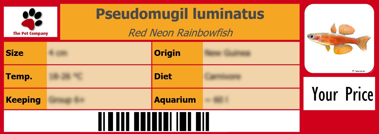 Pseudomugil luminatus Red Neon Rainbowfish 105 x 38 mm