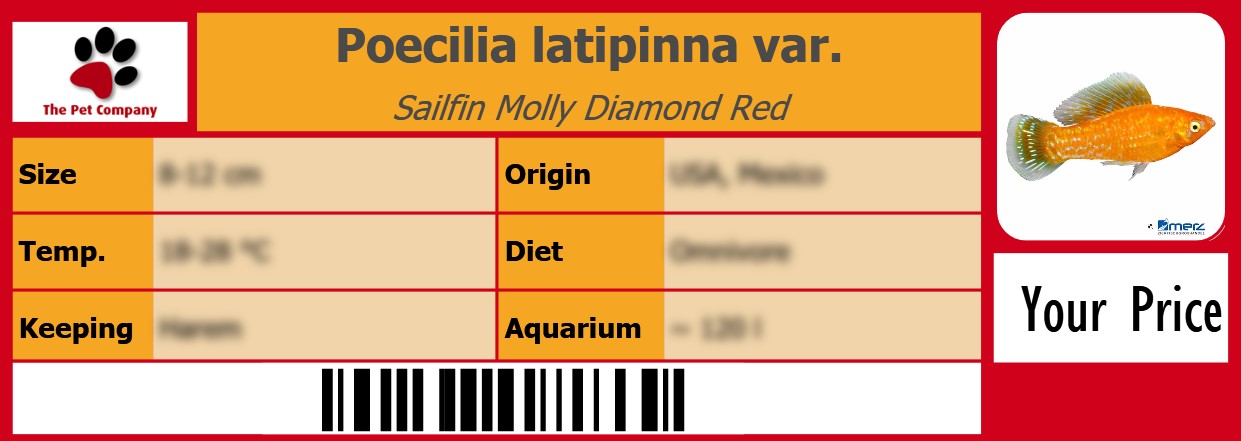 Poecilia latipinna var. Sailfin Molly Diamond Red 105 x 38 mm