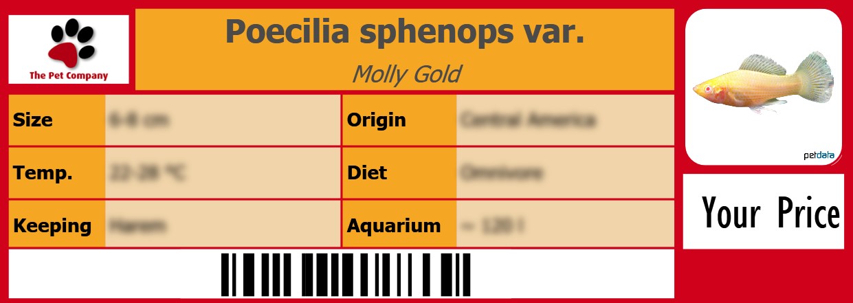 Poecilia sphenops var. Molly Gold 105 x 38 mm