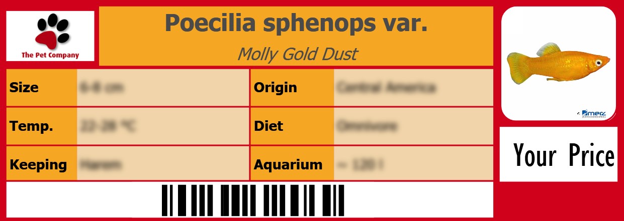 Poecilia sphenops var. Molly Gold Dust 105 x 38 mm