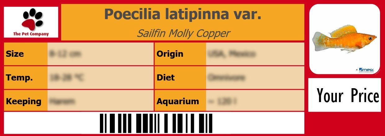 Poecilia latipinna var. Sailfin Molly Copper 105 x 38 mm