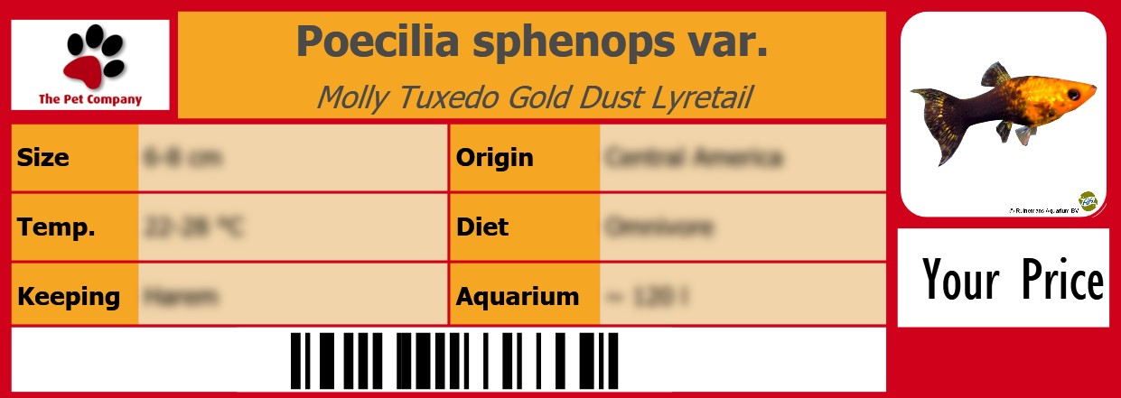 Poecilia sphenops var. Molly Tuxedo Gold Dust Lyretail 105 x 38 mm