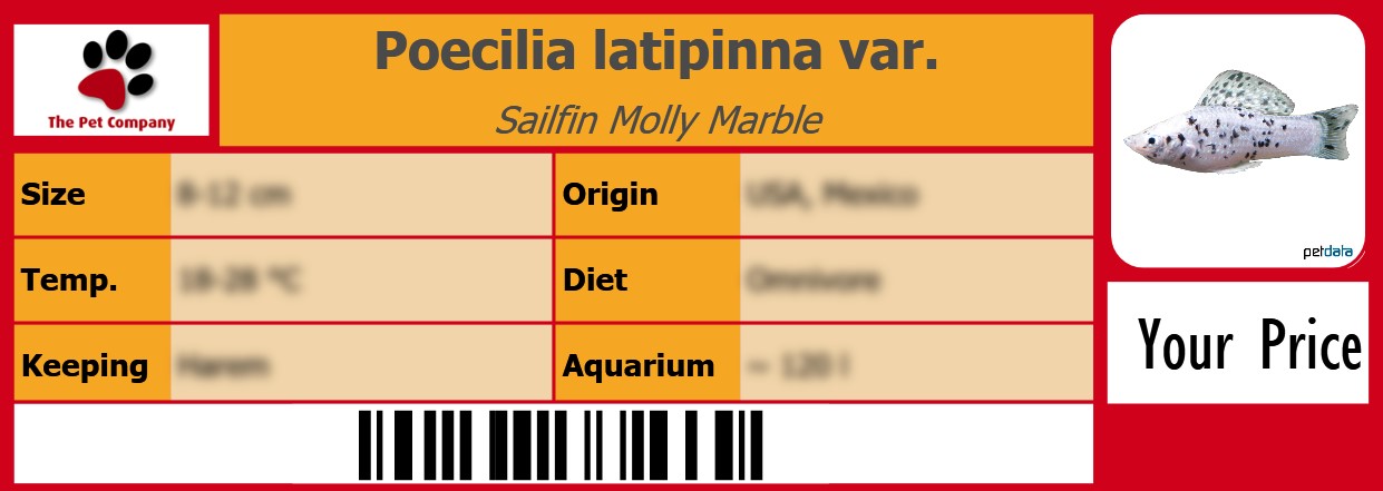 Poecilia latipinna var. Sailfin Molly Marble 105 x 38 mm