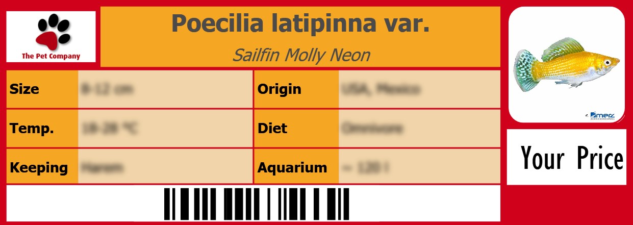 Poecilia latipinna var. Sailfin Molly Neon 105 x 38 mm