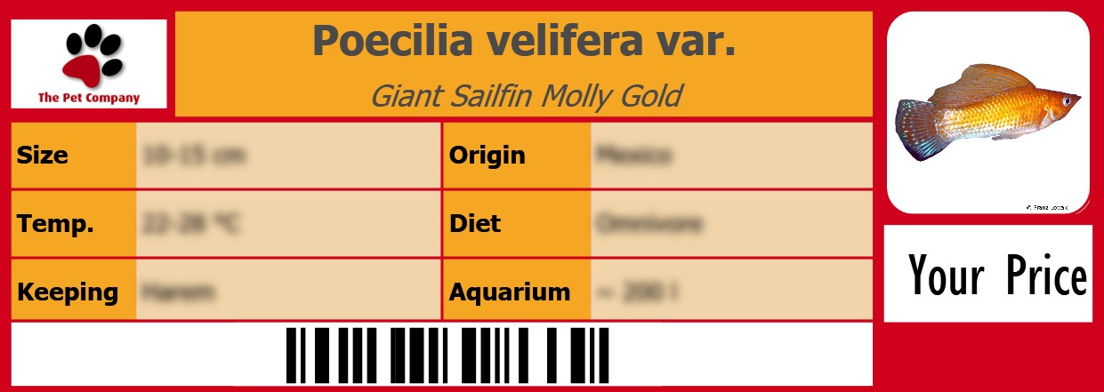 Poecilia velifera var. Giant Sailfin Molly Gold 105 x 38 mm