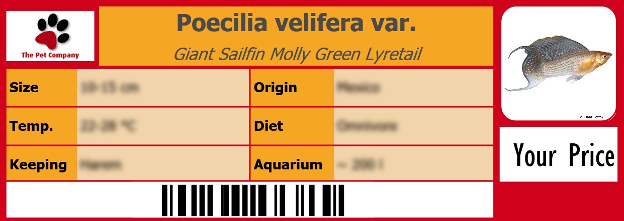 Poecilia velifera var. Giant Sailfin Molly Green Lyretail 105 x 38 mm