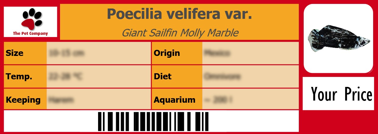 Poecilia velifera var. Giant Sailfin Molly Marble 105 x 38 mm