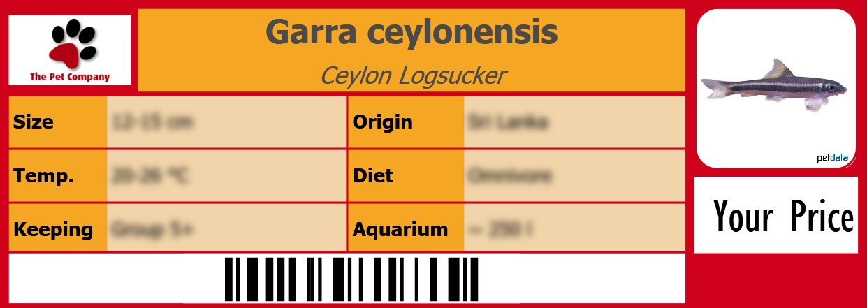 Garra ceylonensis Ceylon Logsucker 105 x 38 mm