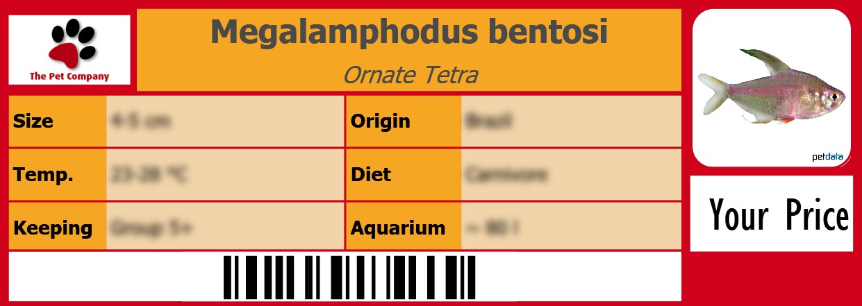 Megalamphodus bentosi Ornate Tetra 105 x 38 mm