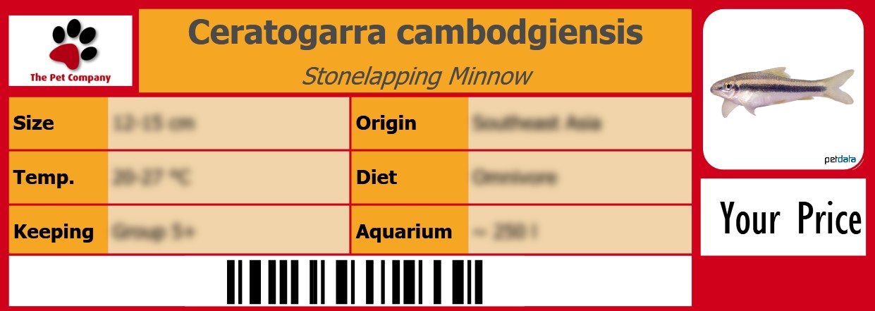 Ceratogarra cambodgiensis Stonelapping Minnow 105 x 38 mm