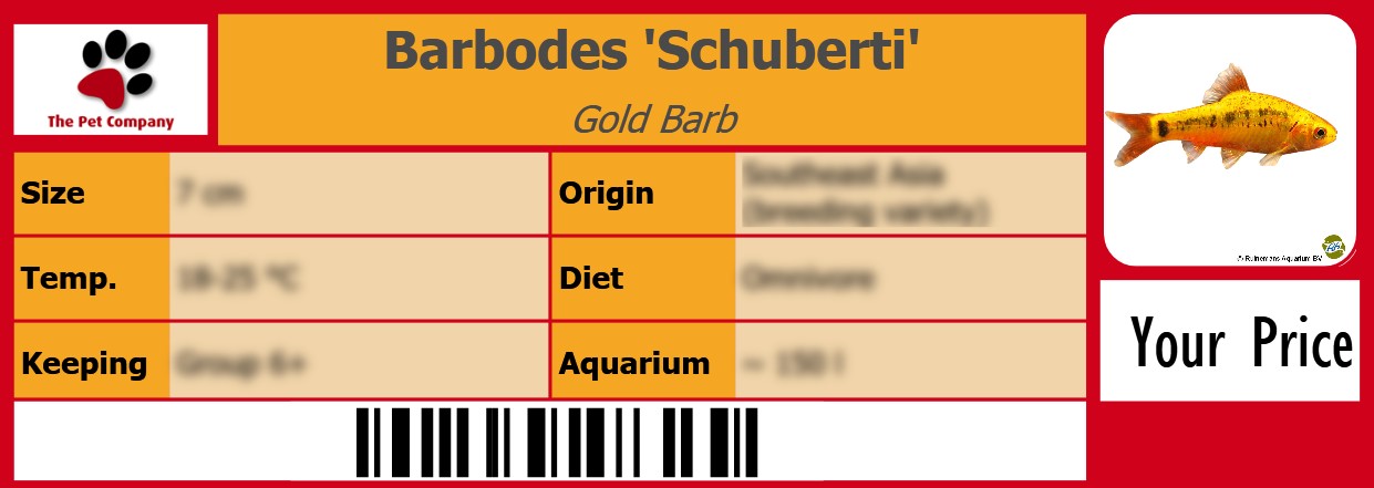 Barbodes 'Schuberti' Gold Barb 105 x 38 mm