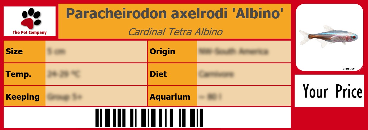 Paracheirodon axelrodi 'Albino' Cardinal Tetra Albino 105 x 38 mm