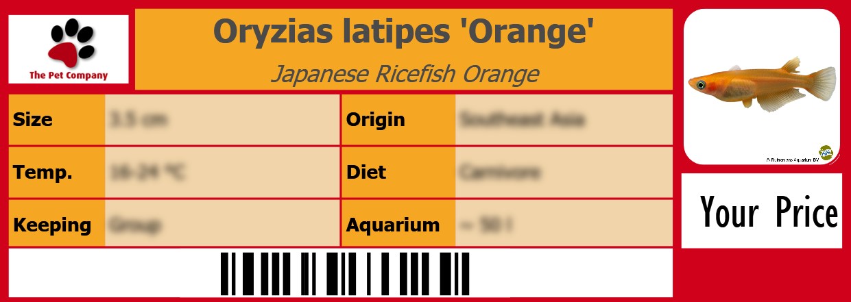 Oryzias latipes 'Orange' Japanese Ricefish Orange 105 x 38 mm