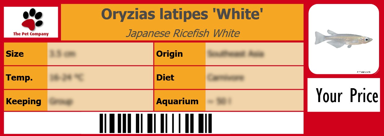 Oryzias latipes 'White' Japanese Ricefish White 105 x 38 mm