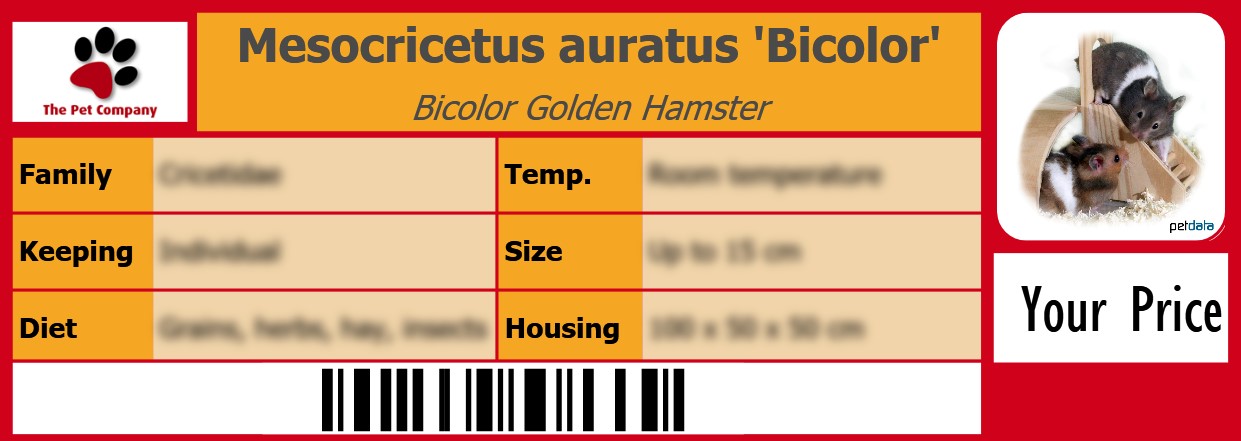 Mesocricetus auratus 'Bicolor' Bicolor Golden Hamster 105 x 38 mm