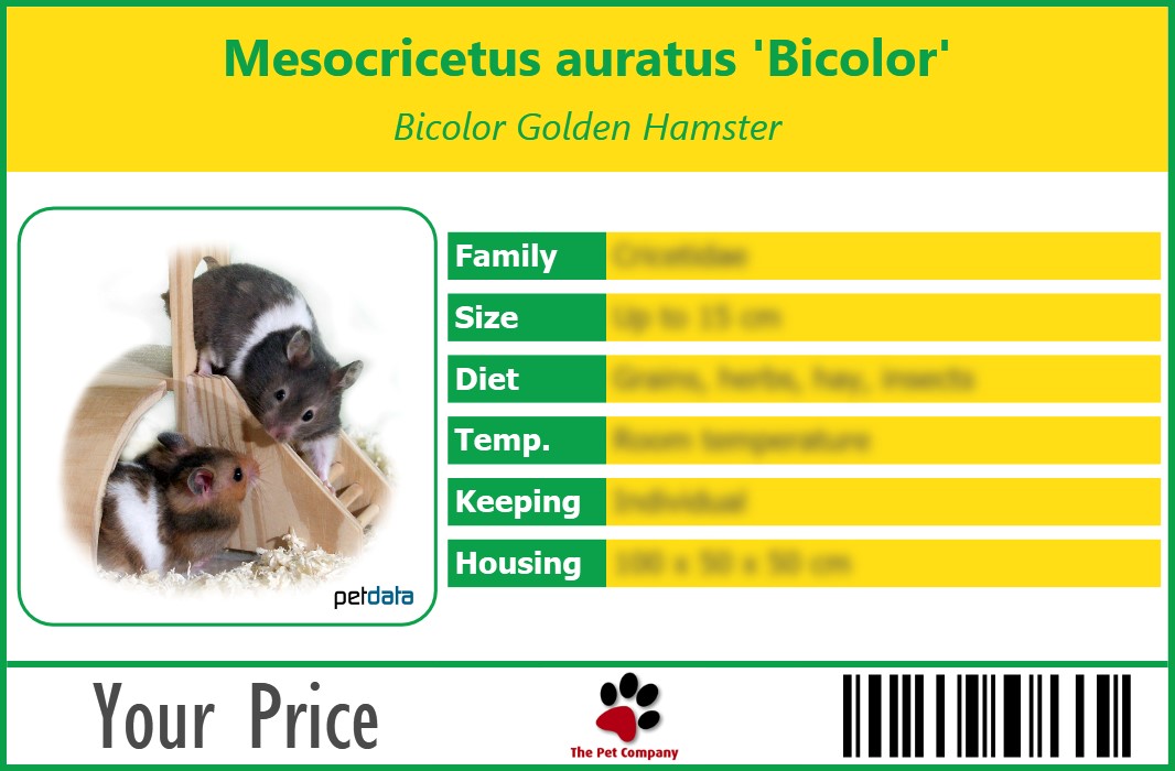 Mesocricetus auratus 'Bicolor' Bicolor Golden Hamster 90 x 60 mm
