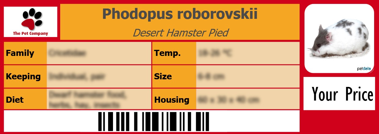 Phodopus roborovskii Desert Hamster Pied 105 x 38 mm