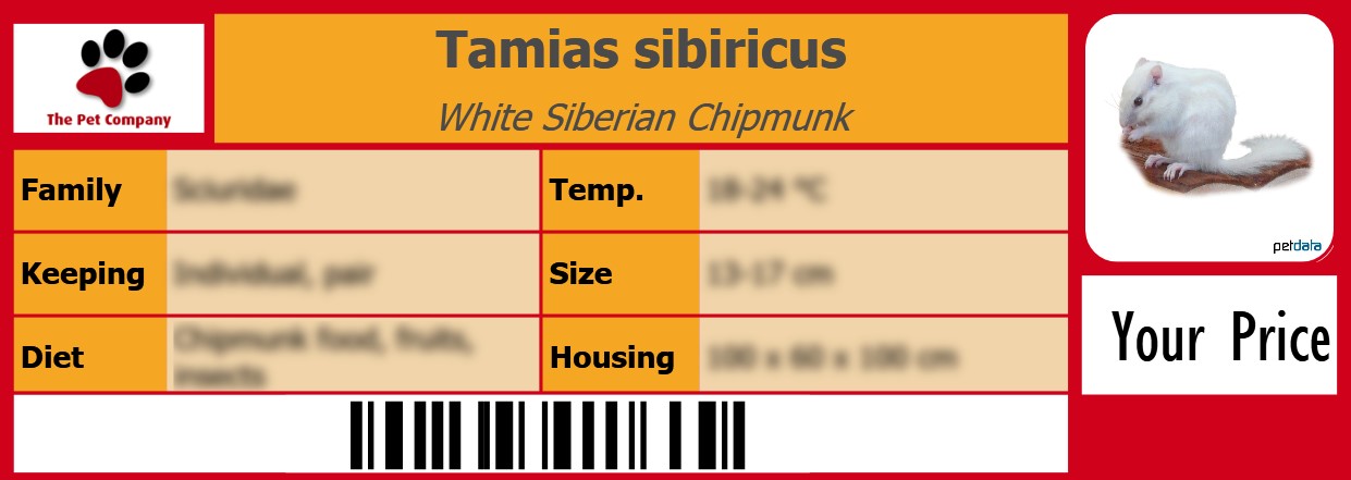 Tamias sibiricus White Siberian Chipmunk 105 x 38 mm