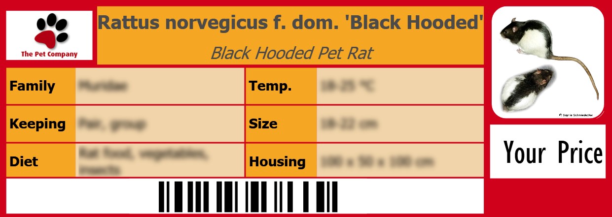 Rattus norvegicus f. dom. 'Black Hooded' Black Hooded Pet Rat 105 x 38 mm