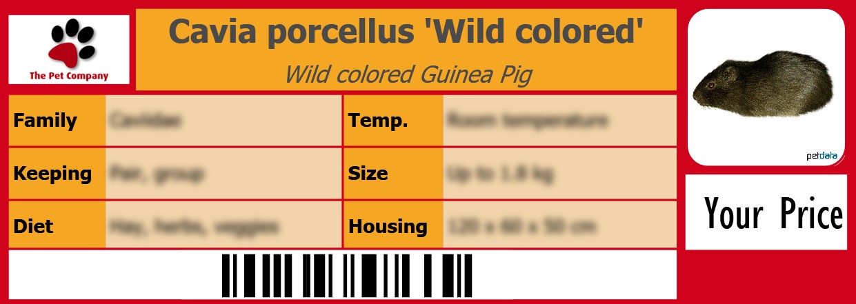 Cavia porcellus 'Wild colored' Wild colored Guinea Pig 105 x 38 mm