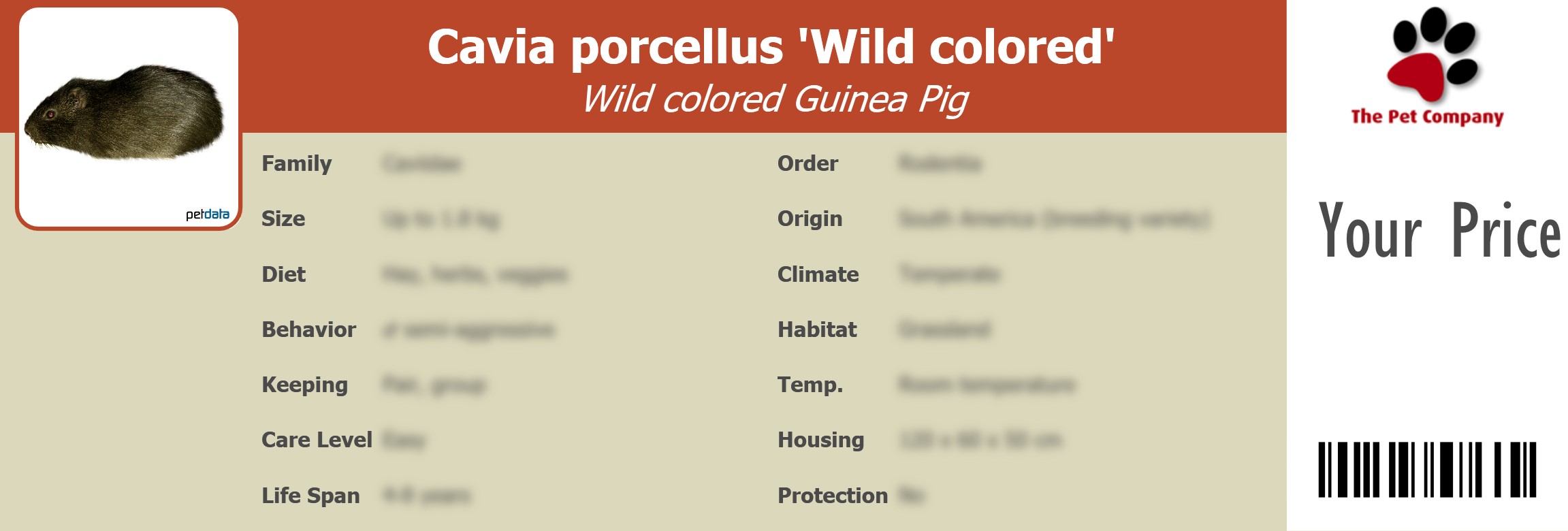 Cavia porcellus 'Wild colored' Wild colored Guinea Pig 195 x 66 mm