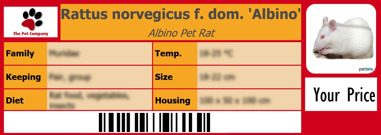 Rattus norvegicus f. dom. 'Albino' Albino Pet Rat 105 x 38 mm