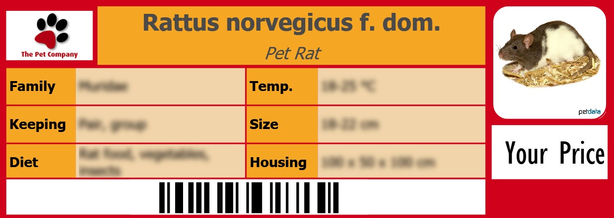 Rattus norvegicus f. dom. Pet Rat 105 x 38 mm