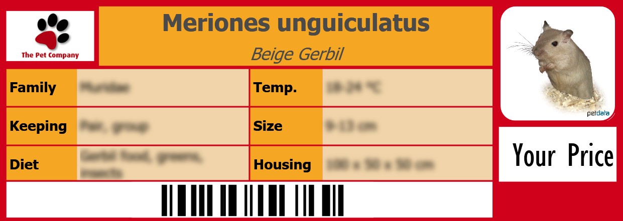 Meriones unguiculatus Beige Gerbil 105 x 38 mm