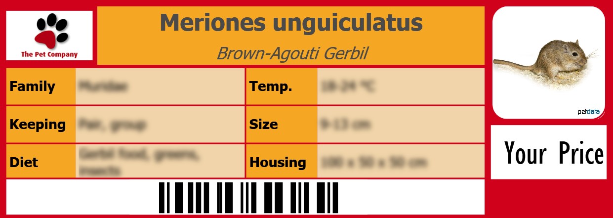 Meriones unguiculatus Brown-Agouti Gerbil 105 x 38 mm