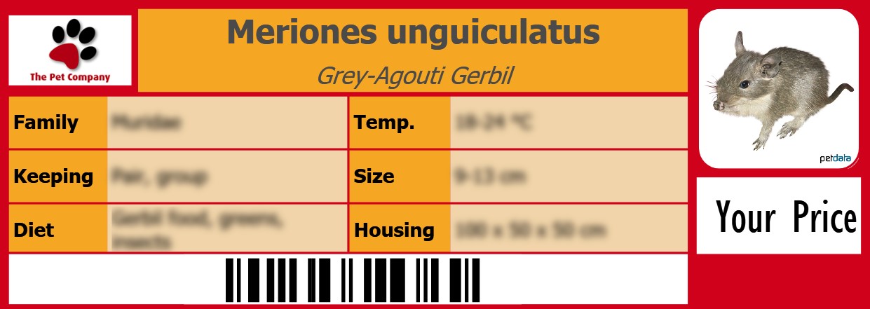 Meriones unguiculatus Grey-Agouti Gerbil 105 x 38 mm