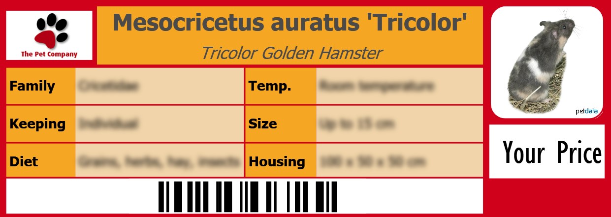 Mesocricetus auratus 'Tricolor' Tricolor Golden Hamster 105 x 38 mm