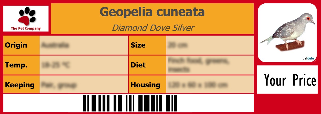 Geopelia cuneata Diamond Dove Silver 105 x 38 mm