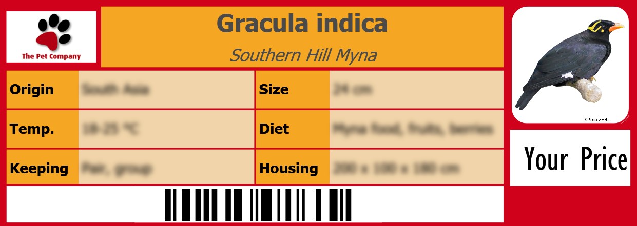 Gracula indica Southern Hill Myna 105 x 38 mm