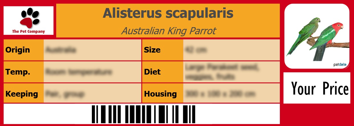 Alisterus scapularis Australian King Parrot 105 x 38 mm