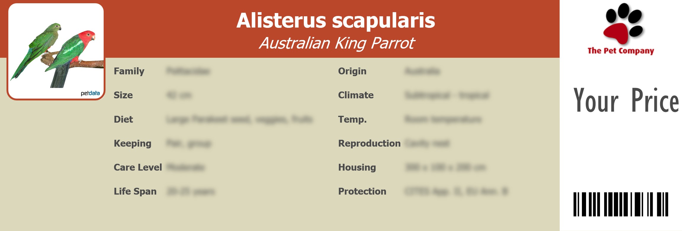 Alisterus scapularis Australian King Parrot 195 x 66 mm