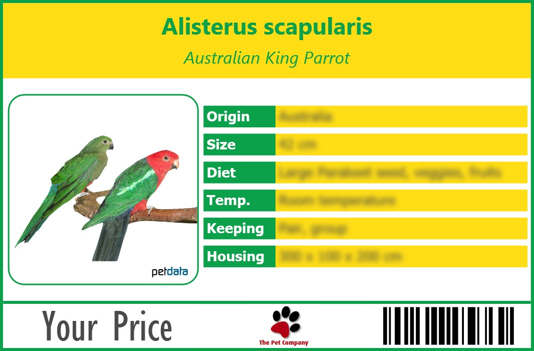 Alisterus scapularis Australian King Parrot 90 x 60 mm