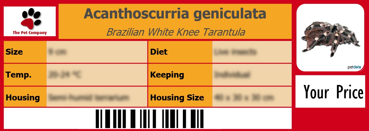 Acanthoscurria geniculata Brazilian White Knee Tarantula 105 x 38 mm