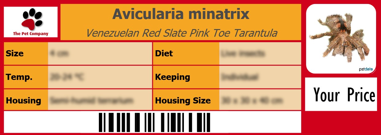 Avicularia minatrix Venezuelan Red Slate Pink Toe Tarantula 105 x 38 mm