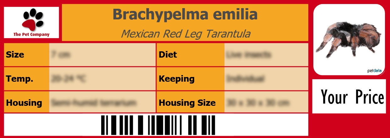 Brachypelma emilia Mexican Red Leg Tarantula 105 x 38 mm