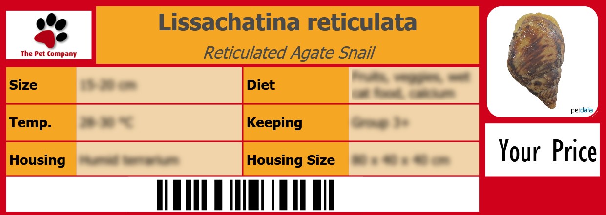 Lissachatina reticulata Reticulated Agate Snail 105 x 38 mm