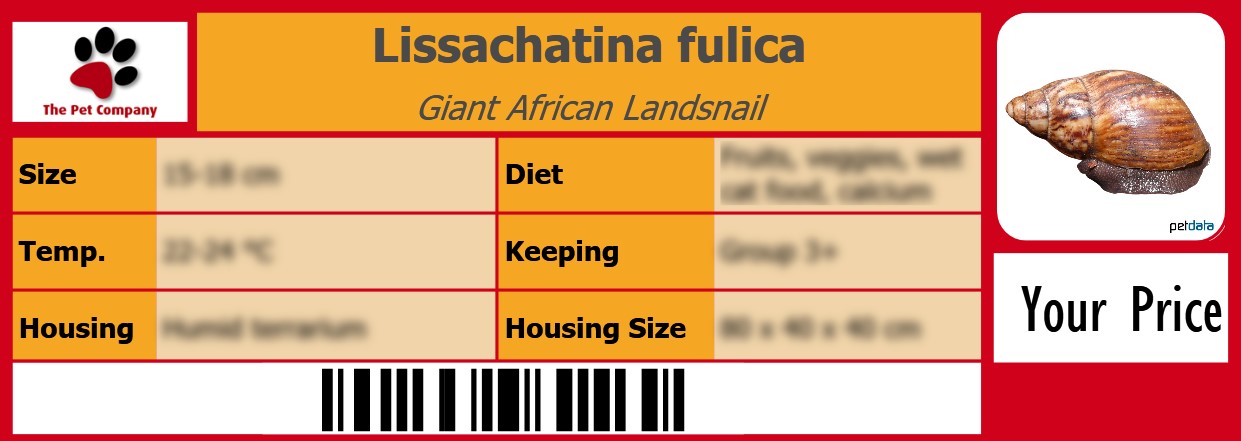 Lissachatina fulica Giant African Landsnail 105 x 38 mm