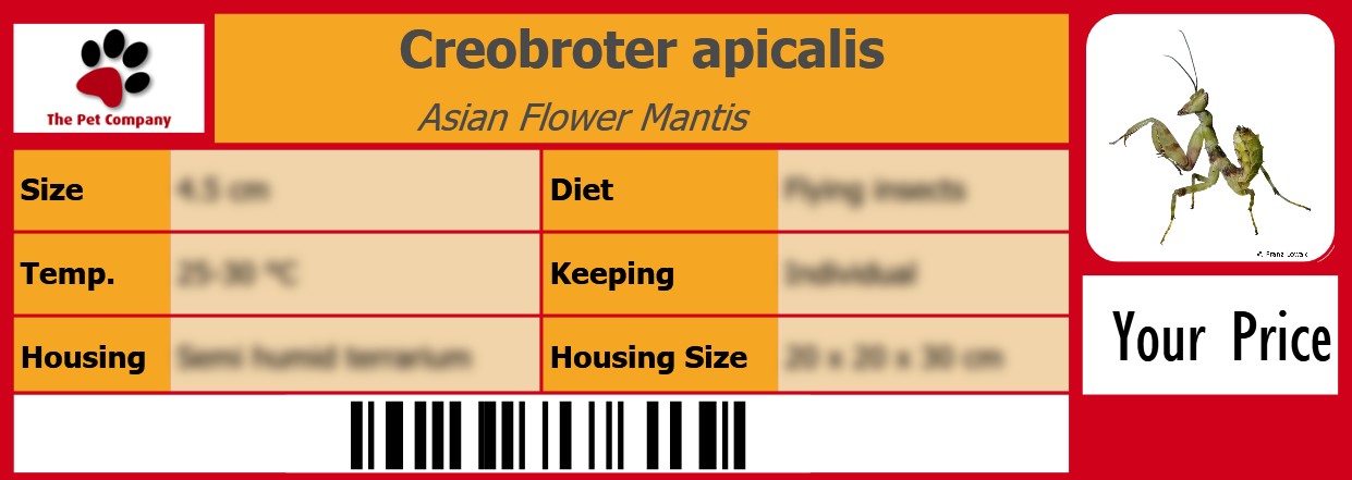 Creobroter apicalis Asian Flower Mantis	 105 x 38 mm