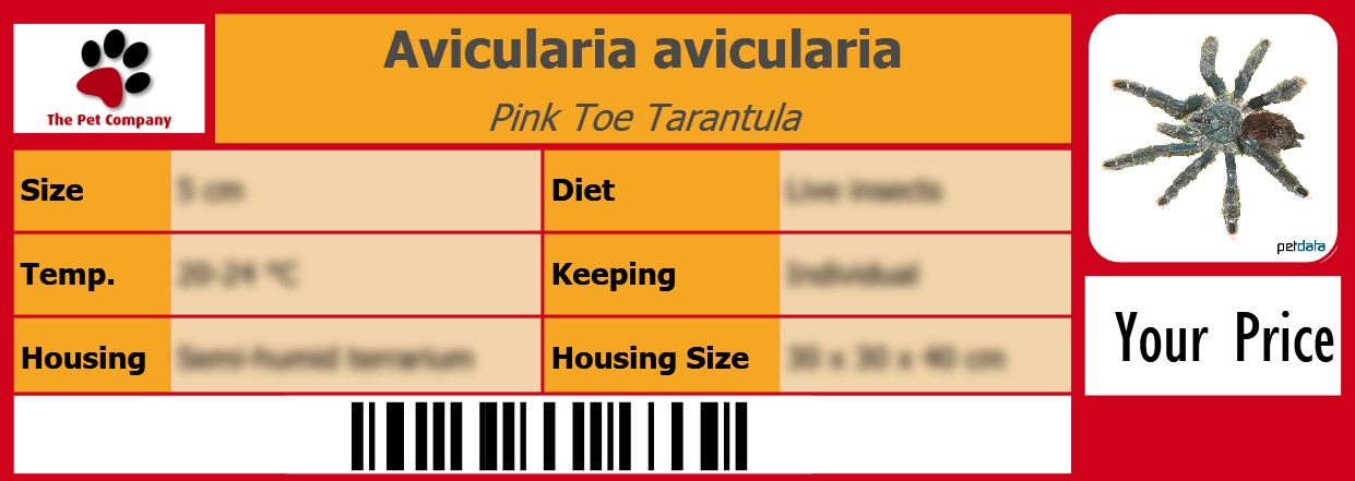 Avicularia avicularia Pink Toe Tarantula 105 x 38 mm