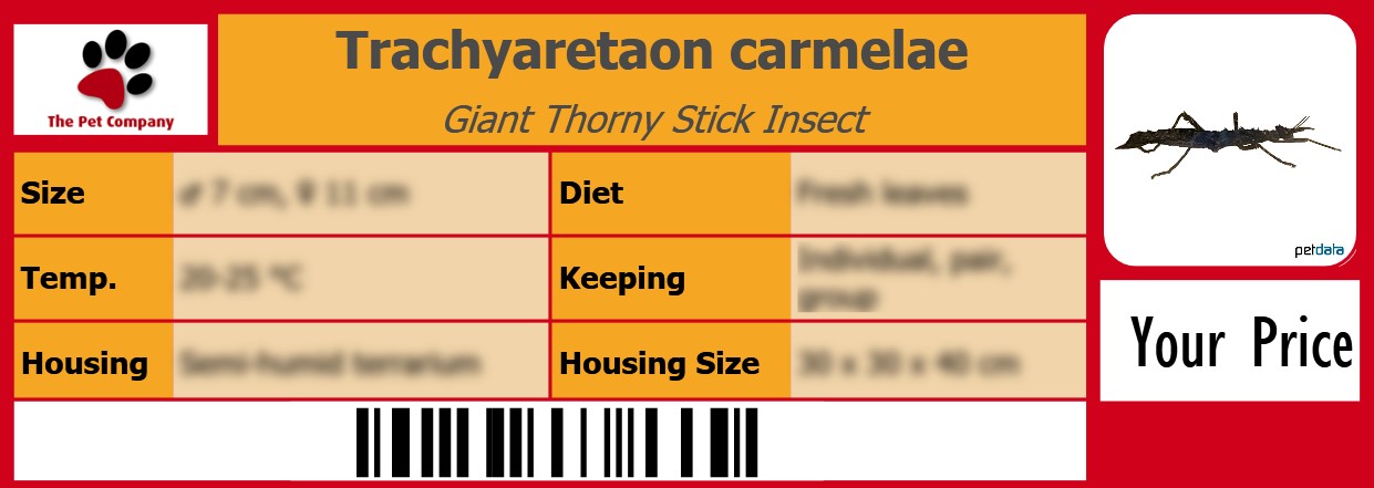 Trachyaretaon carmelae Giant Thorny Stick Insect 105 x 38 mm