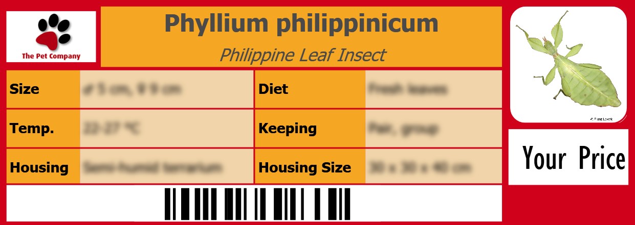 Phyllium philippinicum Philippine Leaf Insect 105 x 38 mm
