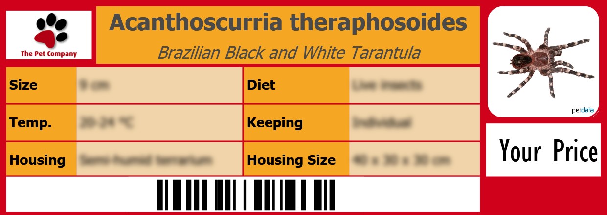 Acanthoscurria theraphosoides Brazilian Black and White Tarantula 105 x 38 mm
